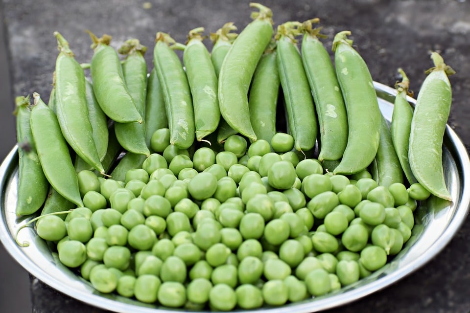 Manger les cosses de petits pois avec ces 2 recettes simples